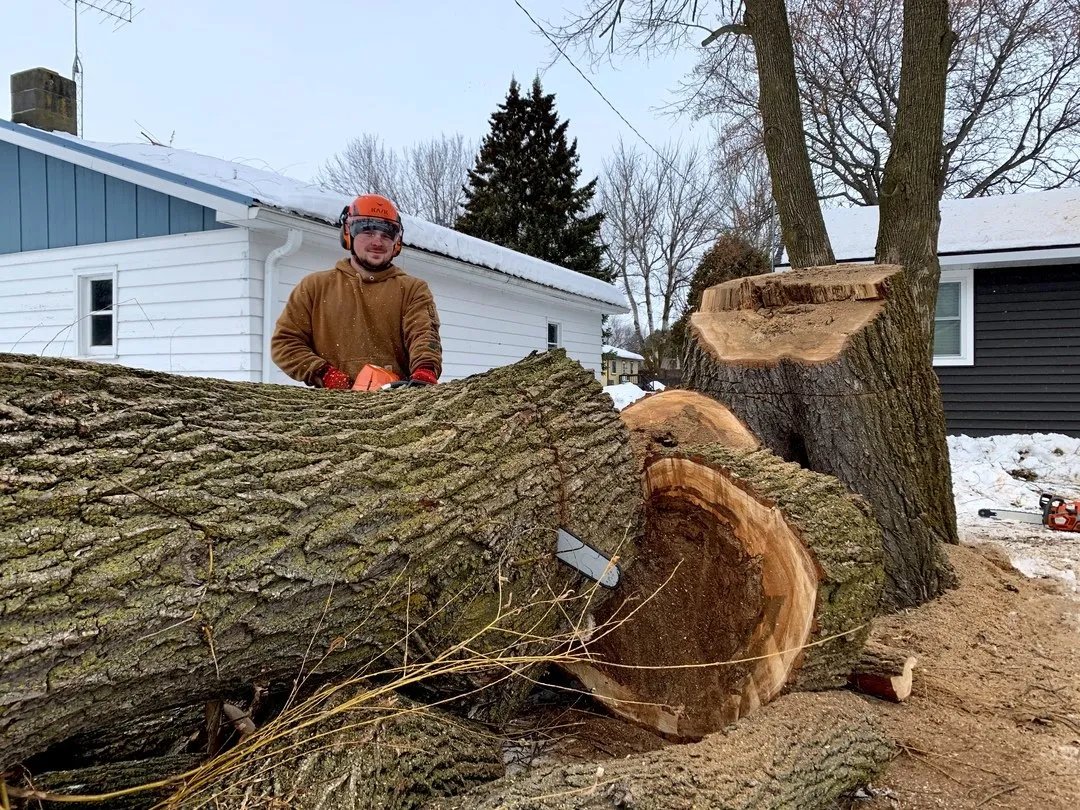 Wellner Arboriculture tree service project