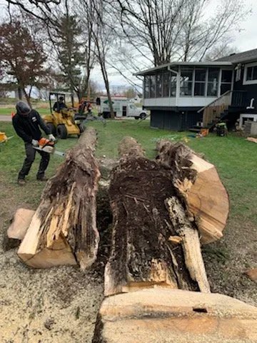 Wellner Arboriculture tree service project
